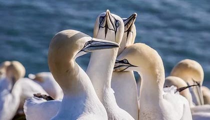 _B体育官网_ 2008年北京奥运会：科比助力美国梦之队夺金_，08年奥运会科比出场视频