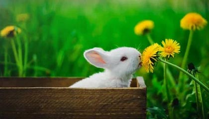 B sports_ NBA历史数据：哪个球队在季后赛中表现最佳？，nba季后赛球员得分榜历史排名